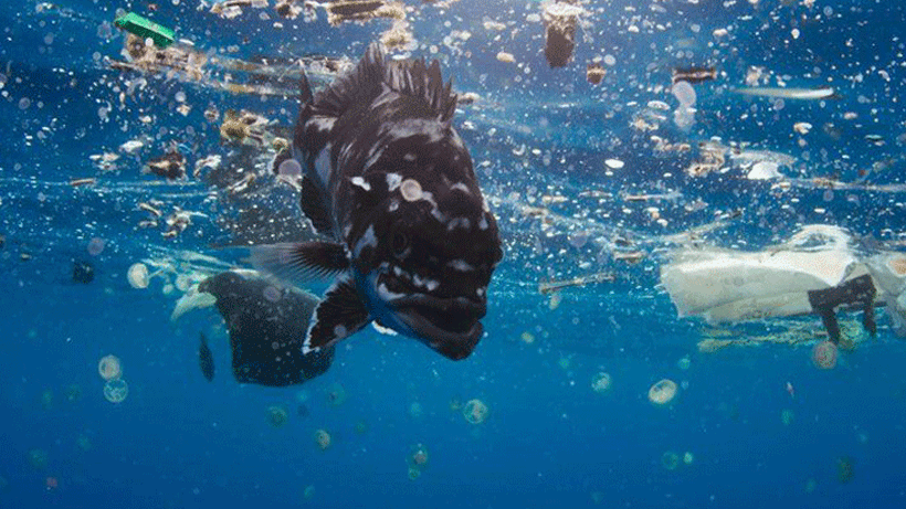 Celebrate World Oceans Day